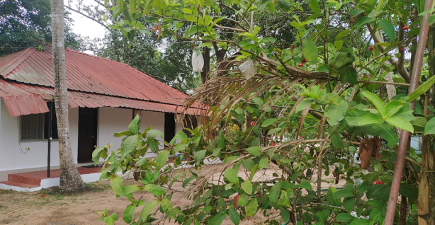 Cottage by Aanjili tree